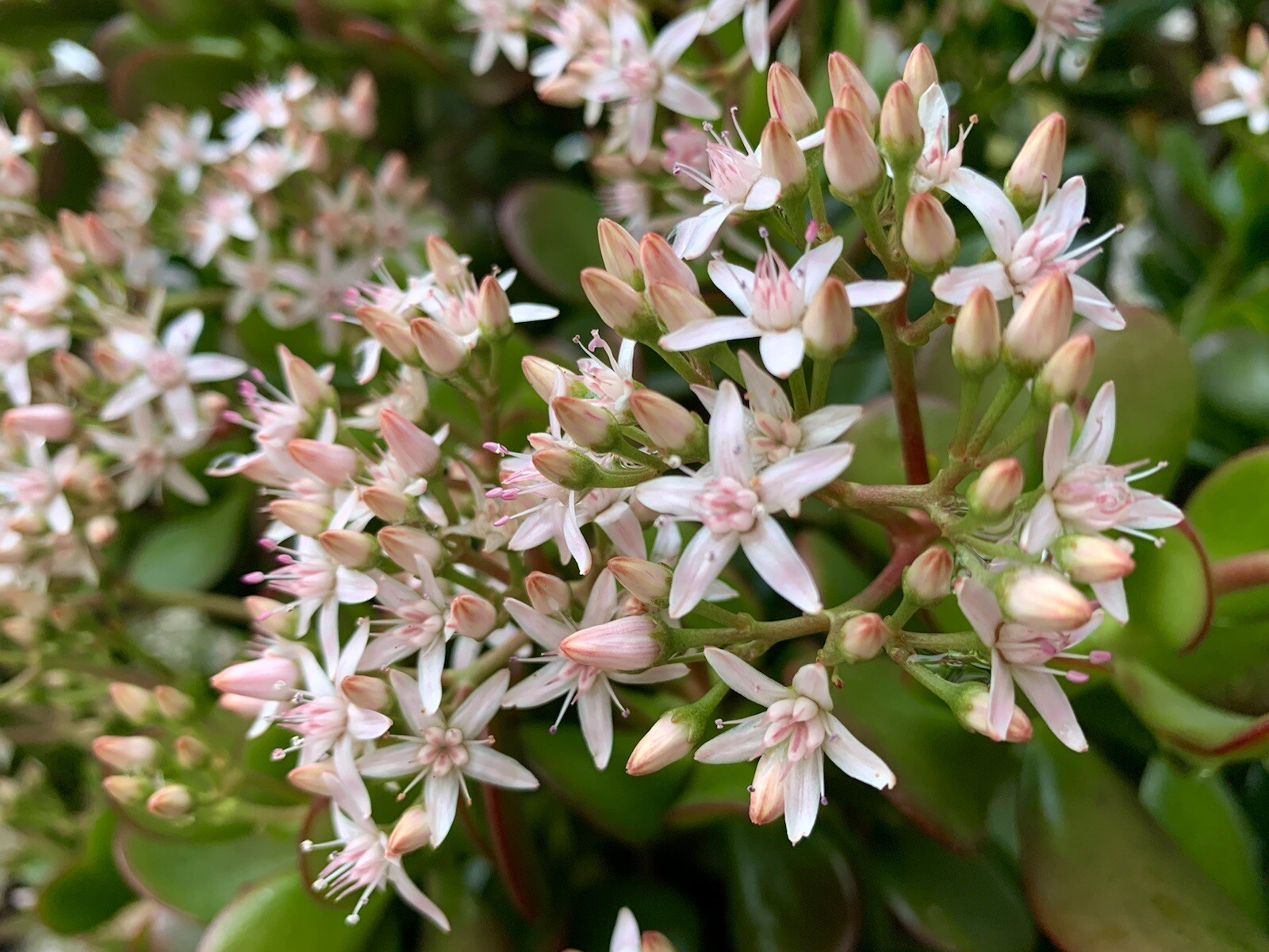 Jade Plant, Money Tree, Succulent, Crassula Ovata – 500+ seeds 2023 – USA