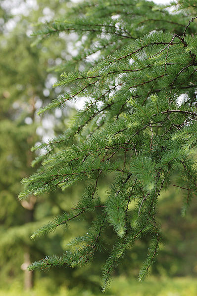 Japanese Larch, (Larix kaempferi) Larix leptolepis, Tree Seeds, (Fall Color)