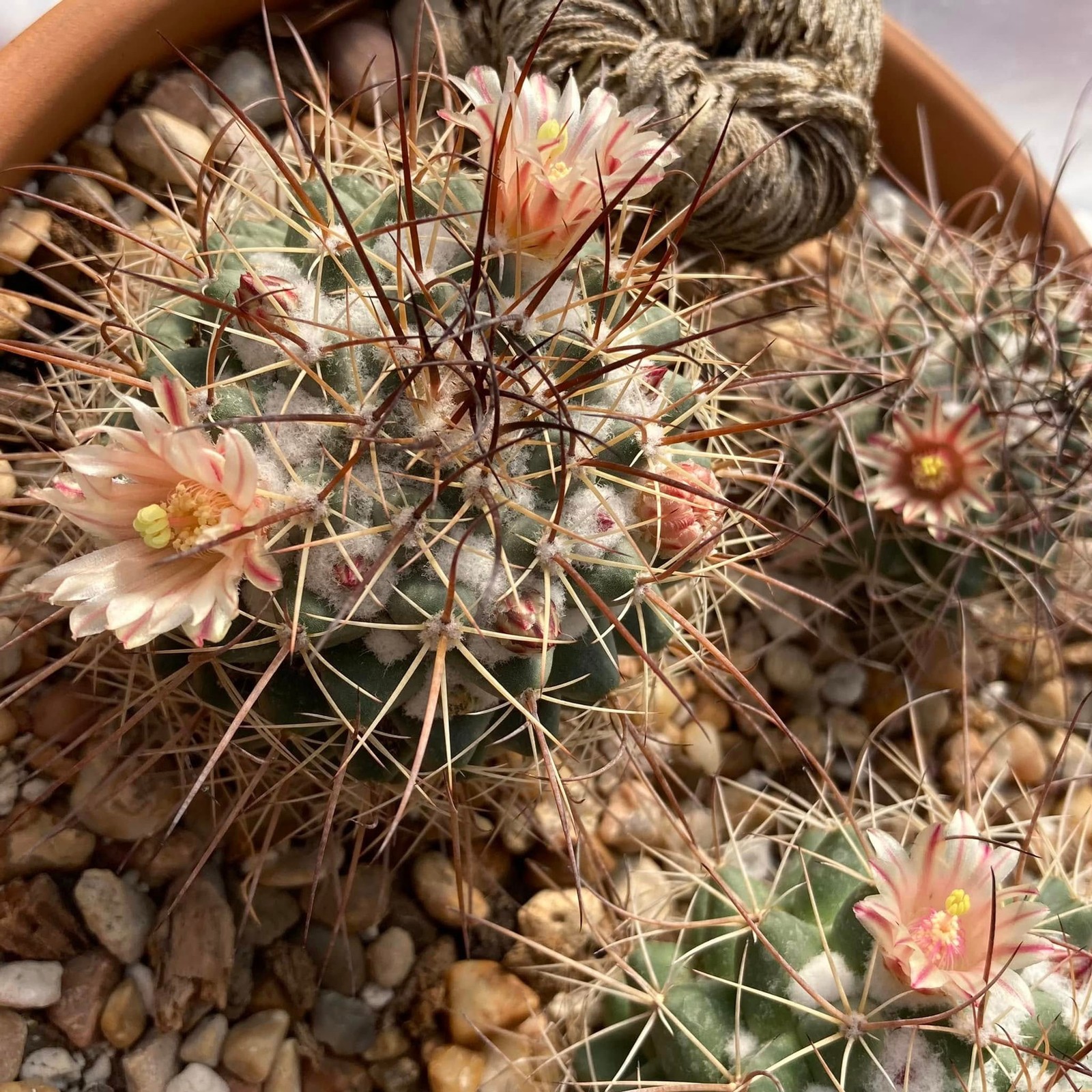 Seed- Mammillaria obscura v. tortulospina 25+ seeds (2025)