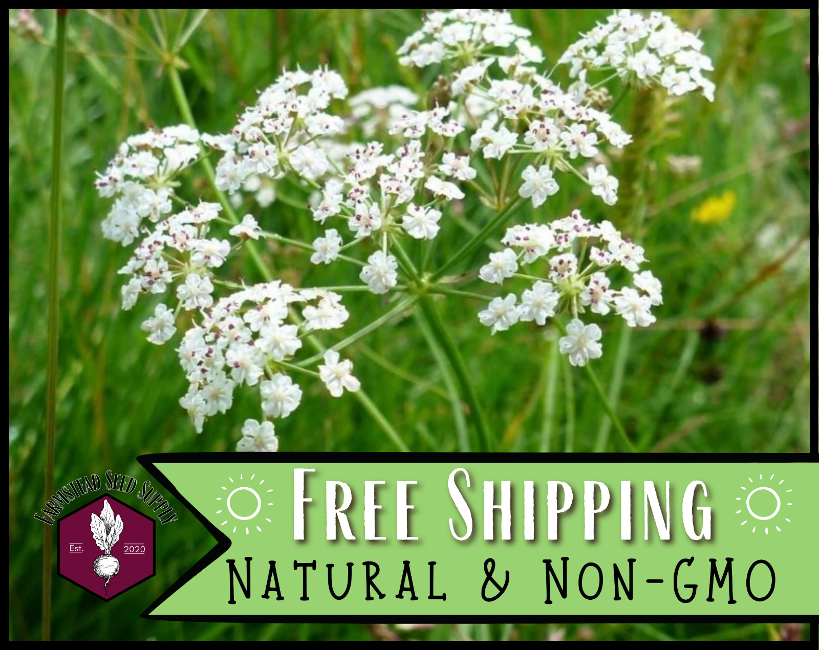 900+ Caraway Seeds, Herb & Flower Gardening Seed Packet, Heirloom, Non-GMO, USA
