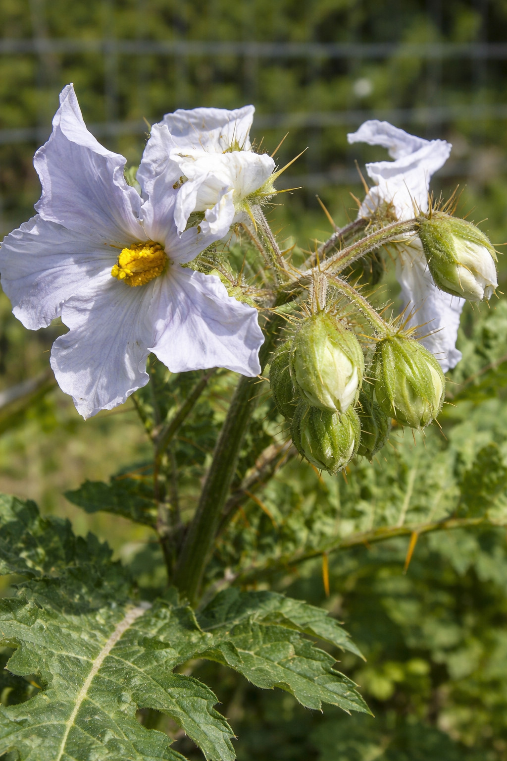 10 Rare Litchi Tomato Seeds-Heirloom-Solanum sisymbriifolium Free Shipping USA