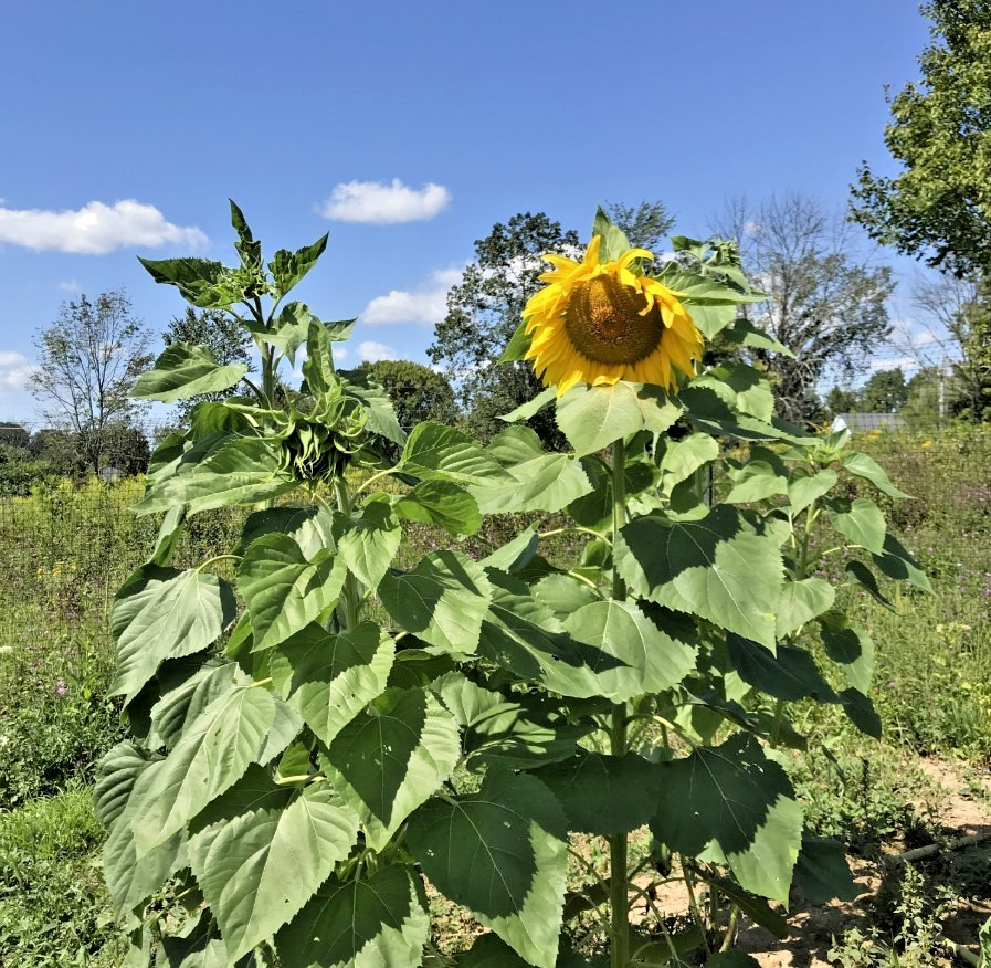 Mammoth Grey-Stripe Sunflower – Pack 25 Seeds – Annual Vibrant Blooms Flower