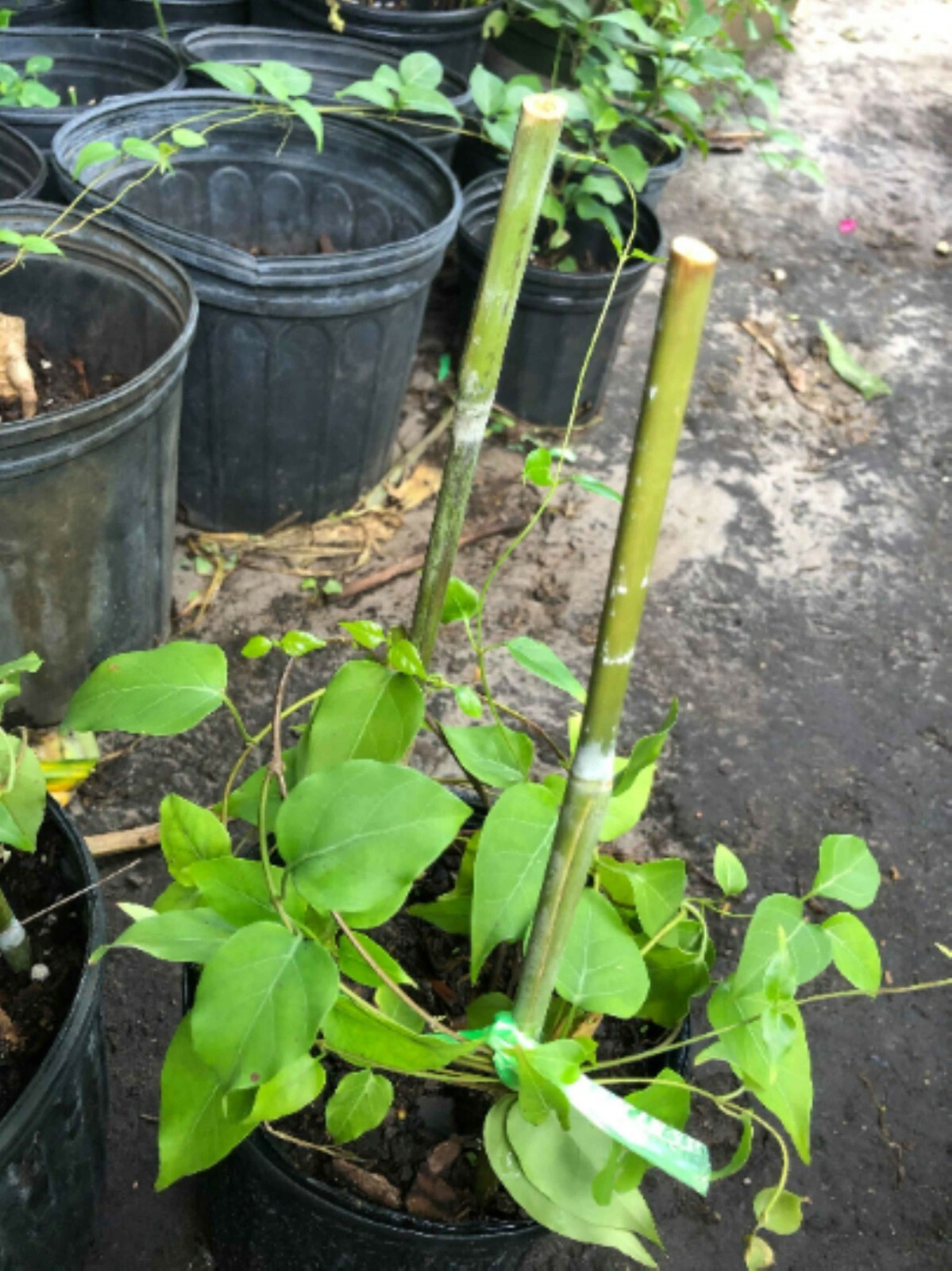 ✅ LA GIANG sour creeper hat giong la giang vn Rang Dong La Giang RADO seed pack