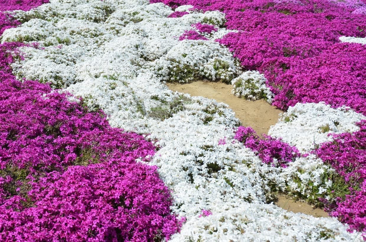 3000+ Mix Creeping Thyme Seeds for Planting Red, Blue, Yellow, white, pink.