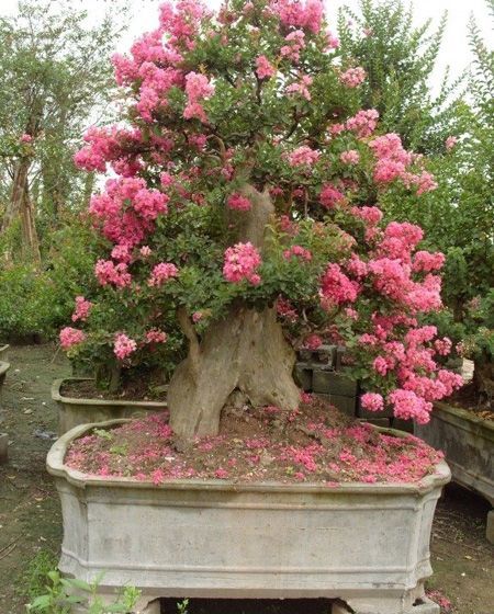 Crape Myrtle, Lagerstroemia indica, Tree Seeds (Fast, Showy, Fall Color)