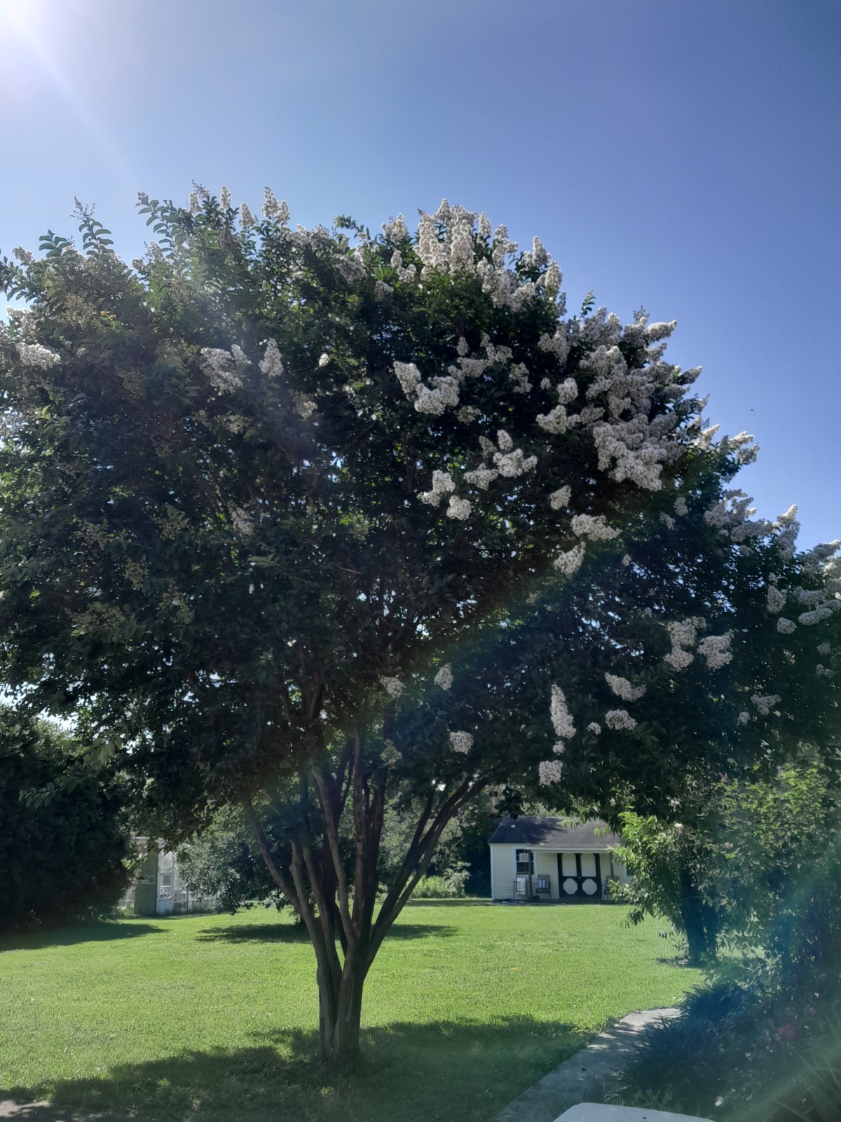 35+ WHITE CRAPE MYRTLE TREE / SHRUB / FLOWER SEEDS / DROUGHT TOLERANT PERENNIAL
