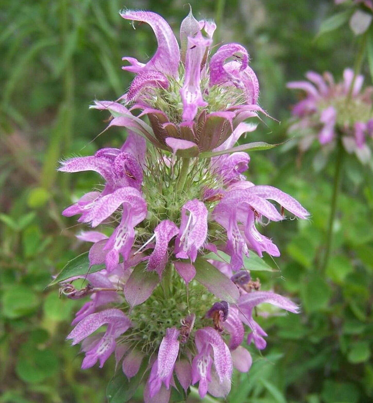 LEMON MINT SEEDS 300+ MONARDA CITRIODORA perennial herb garden FREE SHIPPING