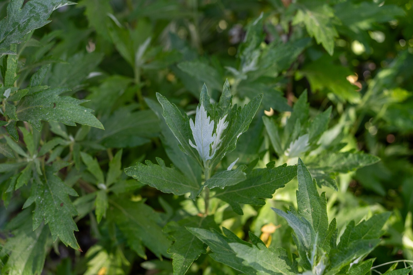 California Mugwort Seeds