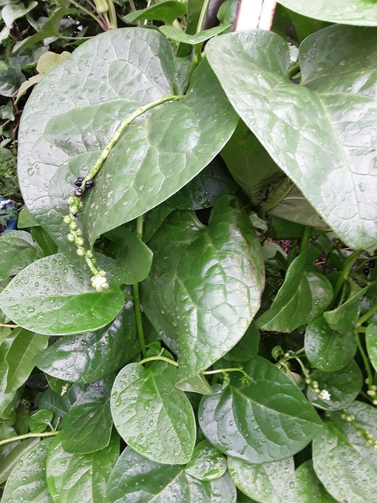 155+ Green Stem Malabar Alugbati Mong Toi Poi Sang Ceylon Seeds No Pesticides