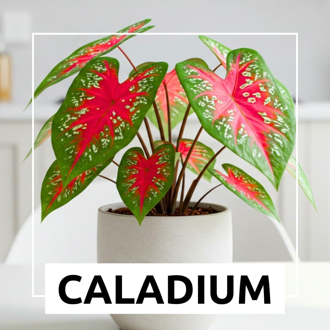 Caladium Bulbs Tropical Color Heart-Shaped Elephant Ears Garden Planting