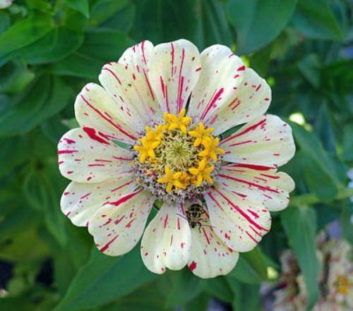 Zinnia elegans Peppermint Stick | 200 Seeds