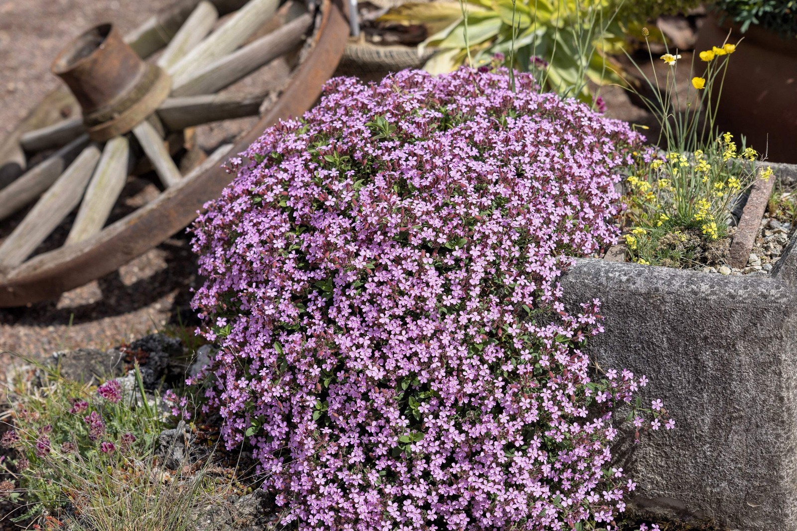 500 PINK ROCK SOAPWORT Saponaria Ocymoides Flower Seeds
