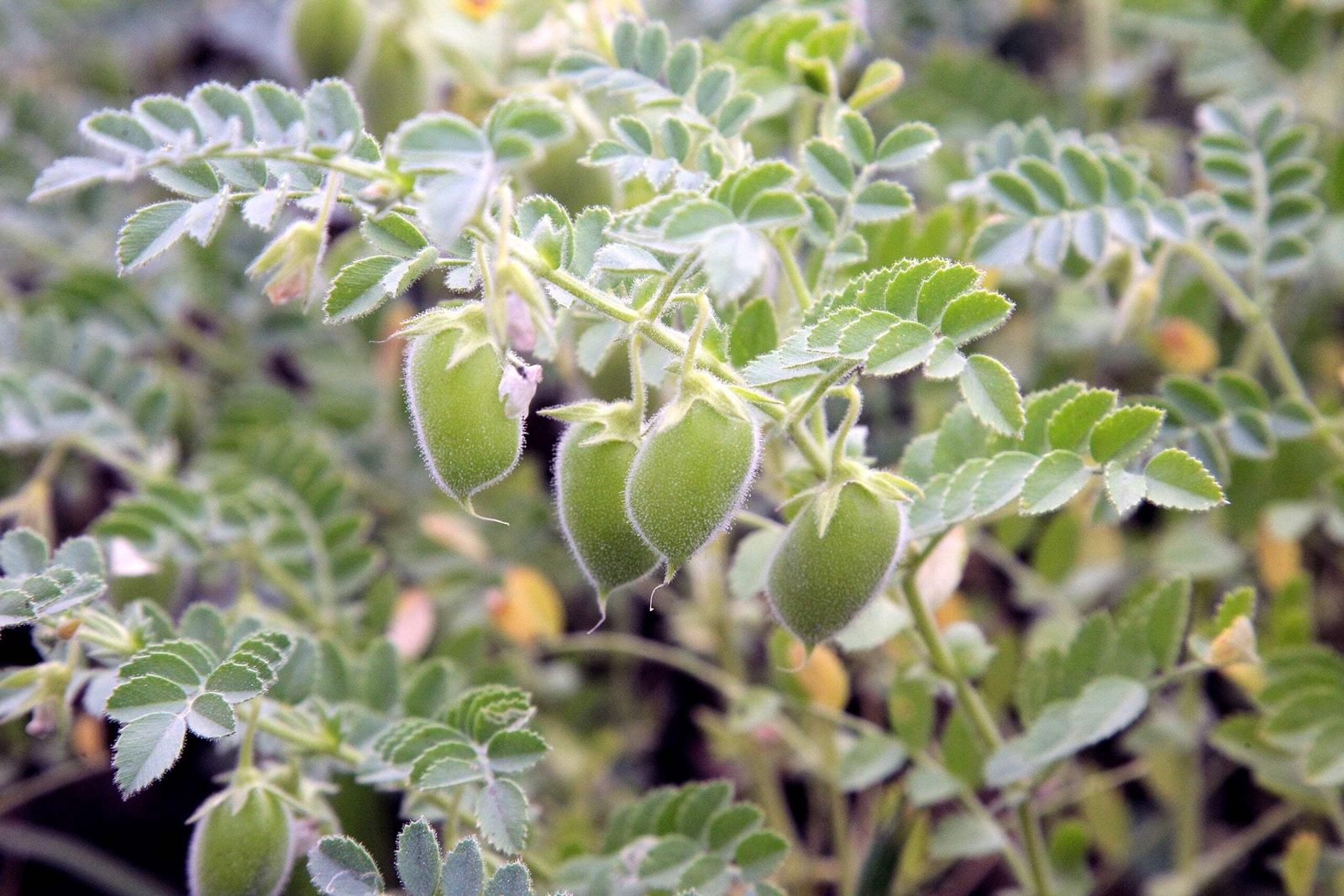 100 RED LENTIL Lens Culinaris Vegetable Seeds *Combined Shipping