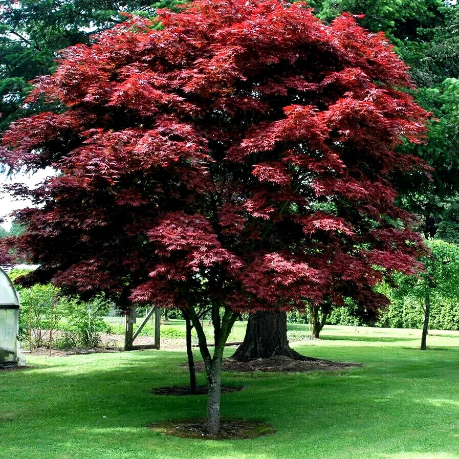 “BLOODGOOD” Red Japanese Maple Tree Seeds (Palmatum atropurpureum) Hardy Bonsai
