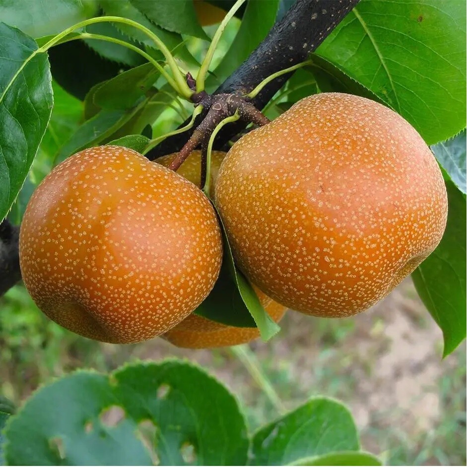 Sand Pear Seeds Asian White Korean Pyrus Pyrifolia Native Fruit Tree Edible
