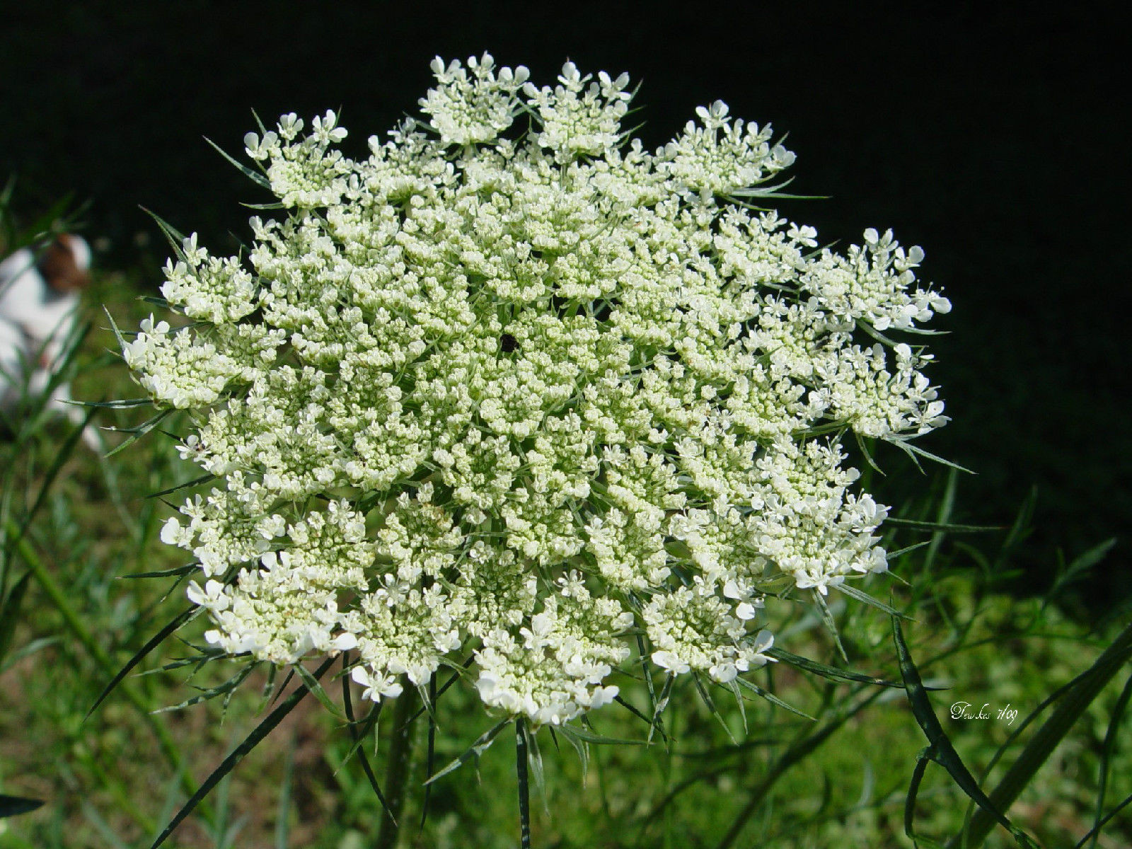 265 SEEDS – QUEEN ANNES LACE Daucus Carota white GroCo* BUY 15 ITEMS- SHIPS FREE