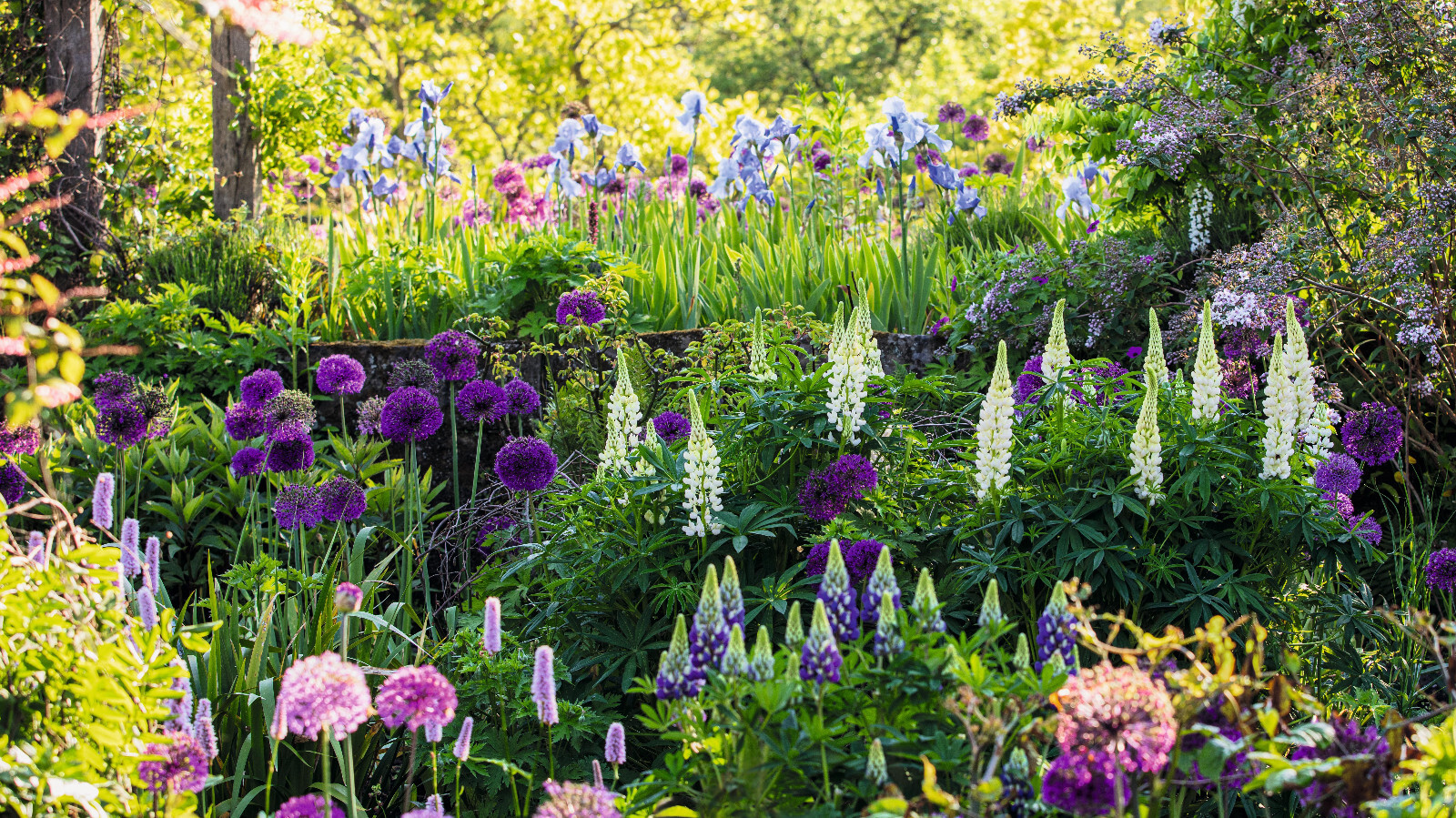 1/2 oz, 500+ seeds Russell Lupine Perennial Mixed Colors Lupinus Polyphyllus