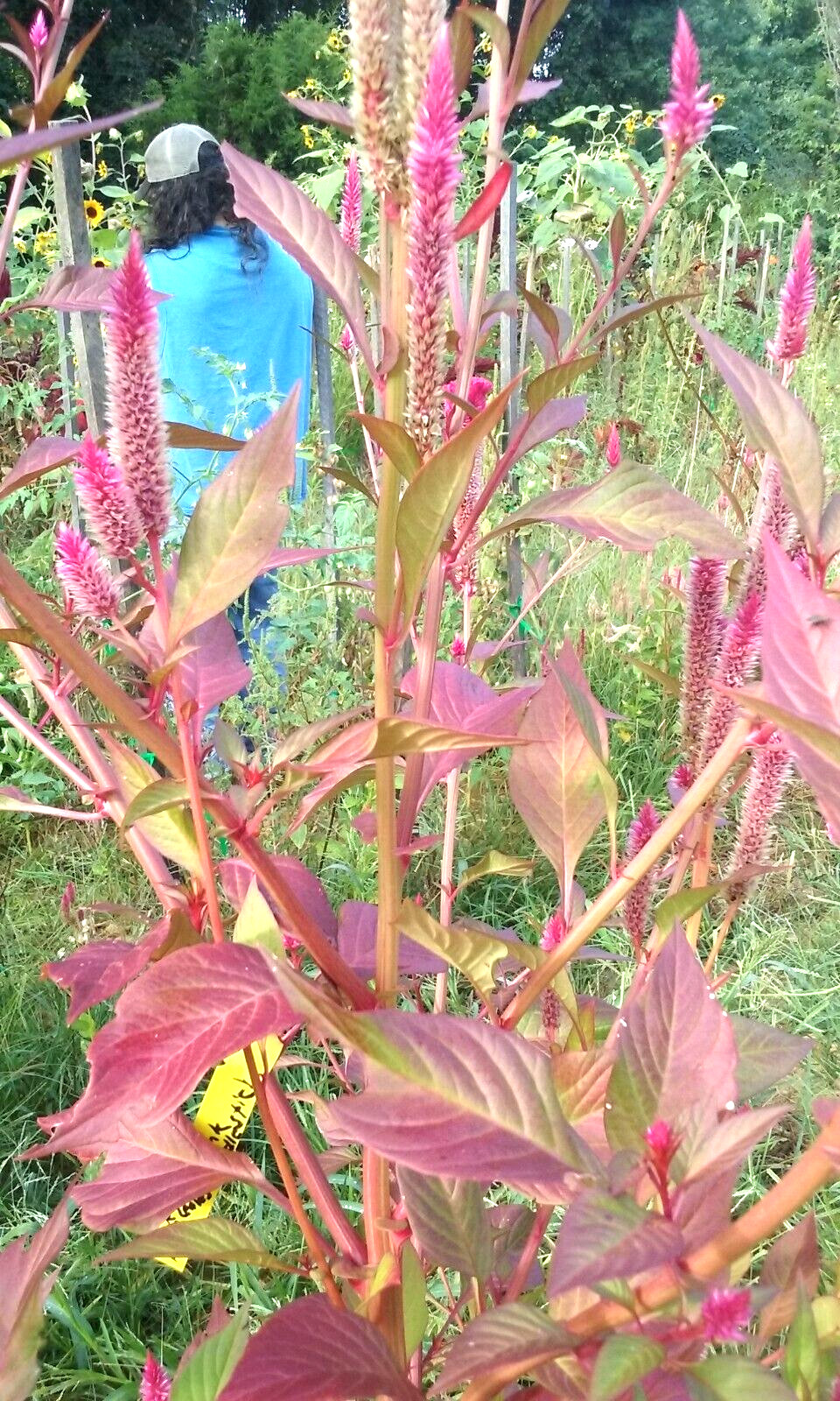 Light Pink Candlestick Celosia 25+ Seeds – Comb S/H See our store!