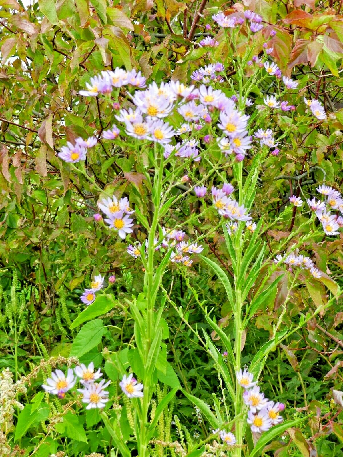 101+PRAIRIE ASTER Seeds Perennial Native Wildflower Summer Fall Garden Container