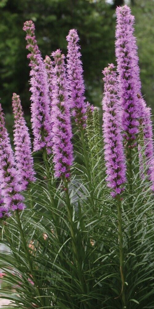 LIATRIS SPICATA, BLAZING STAR, perennial 50 SEEDS