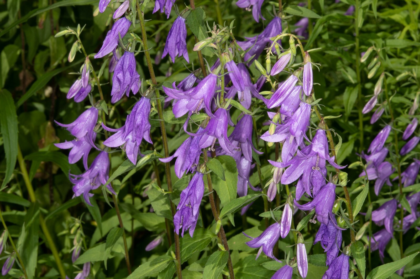 400 seeds RAMPION BELLFLOWER Campanula Rapunculoides Wildflower + gift