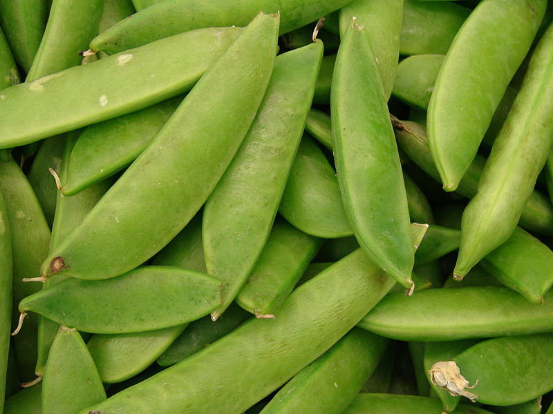 50 MAMMOTH MELTING SUGAR PEA Stringless Snow Pea Pisum Sativum Vegetable Seeds