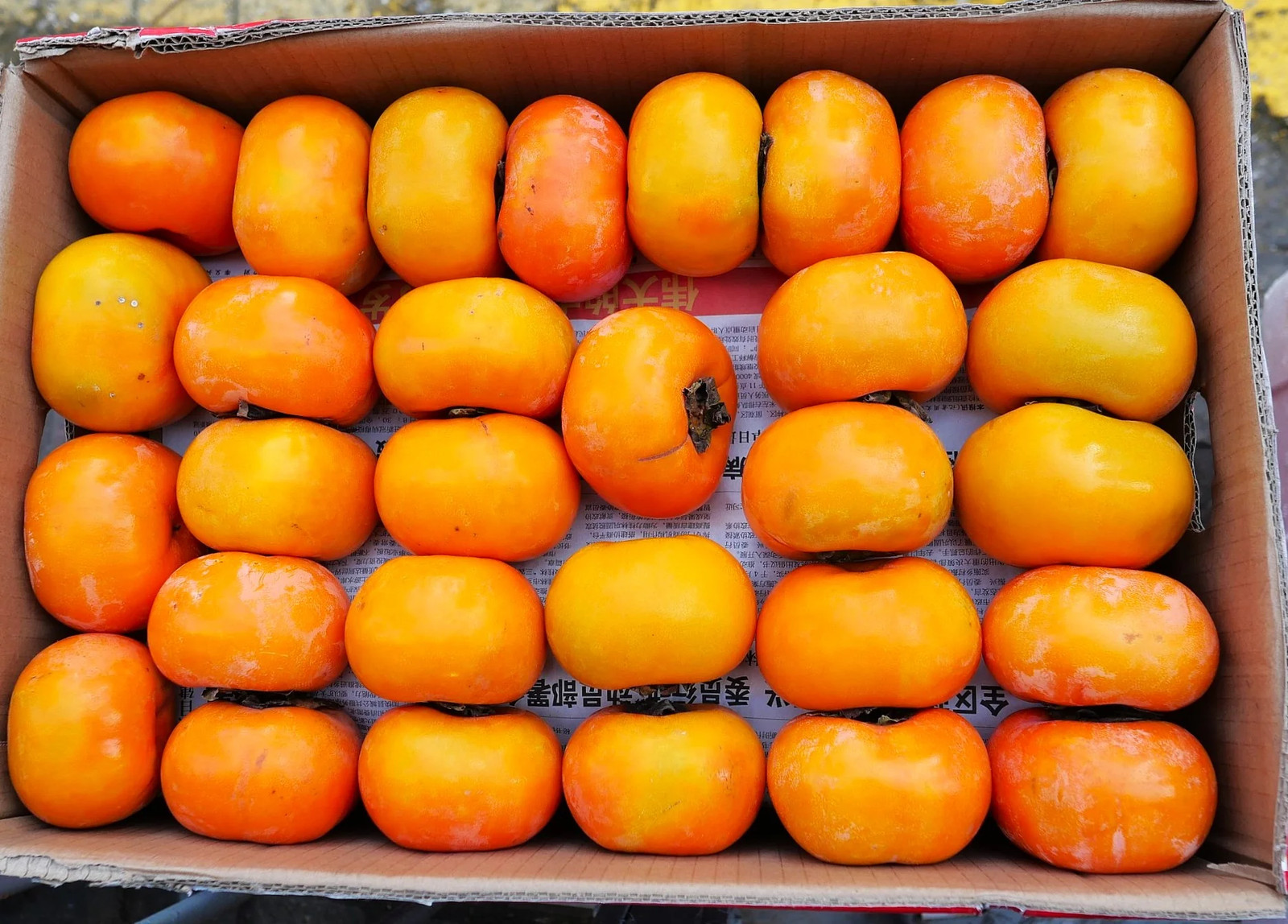 Japanese Persimmon Tree Seeds – For 2026 Planting Diospyros Kaki Fuyu Hachiya