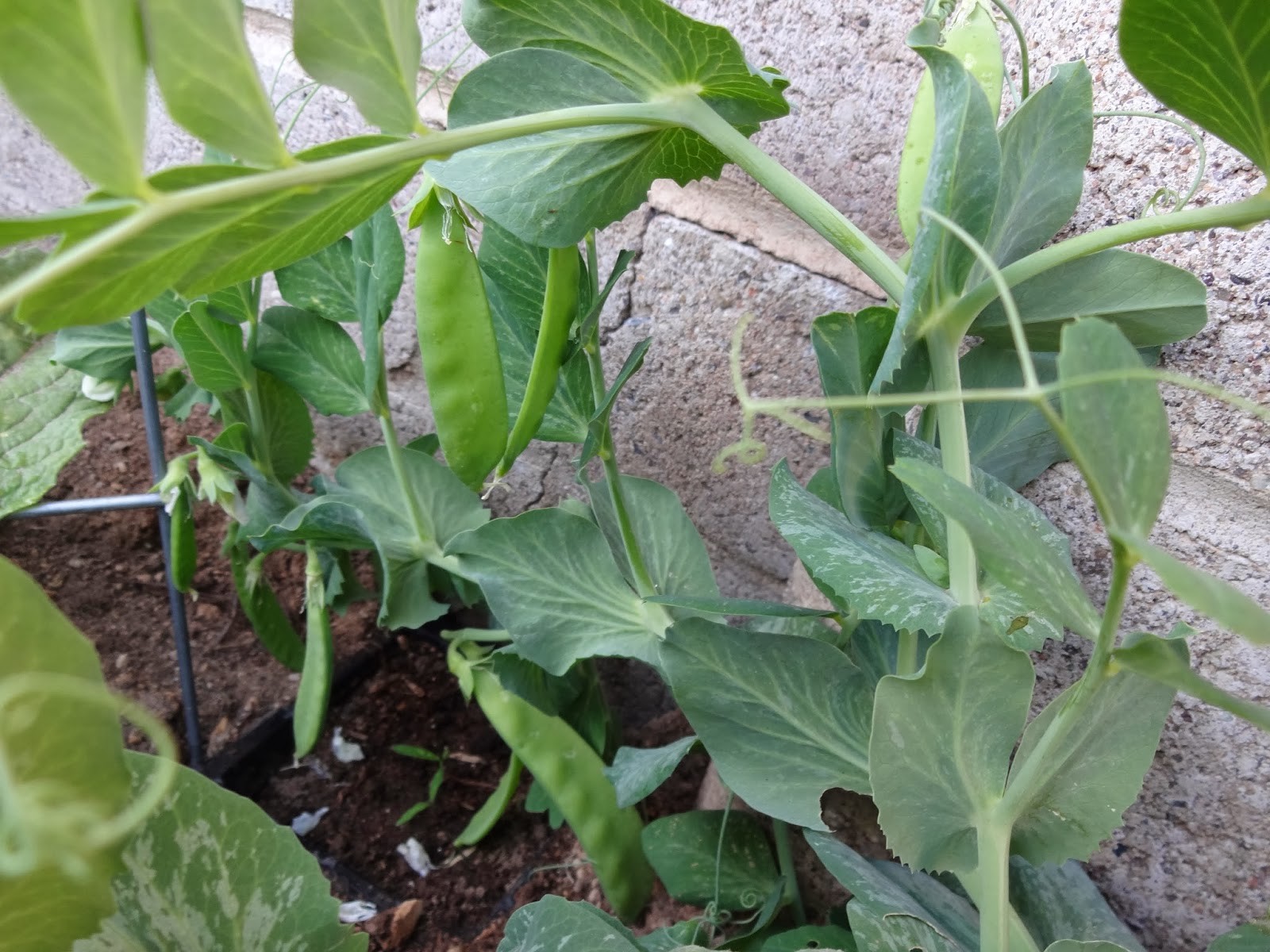 50+Sugar Pod SNOW PEAS Seeds Organic Spring Fall Vegetable Garden Container Easy