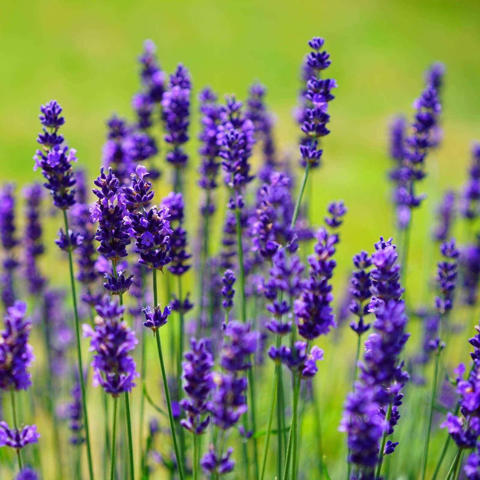 Lavender Seeds, English Munstead, Non-GMO, Fragrant, Fast Growing, Free Shipping