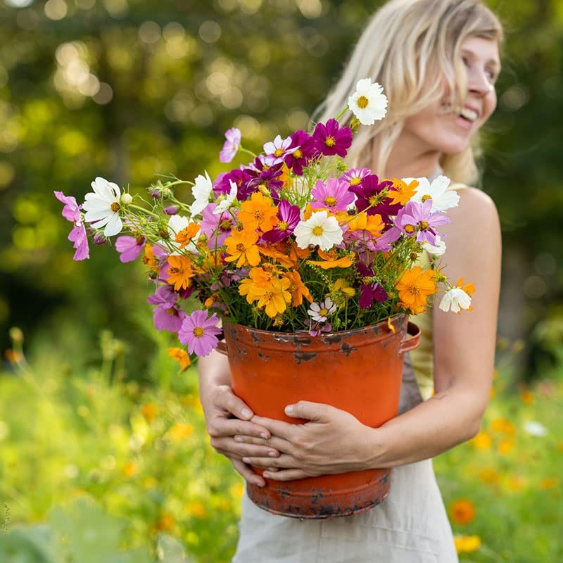 Mixed Cosmos Flower Seeds 1 lb – Attract Pollinators, Plant in Spring or Fall