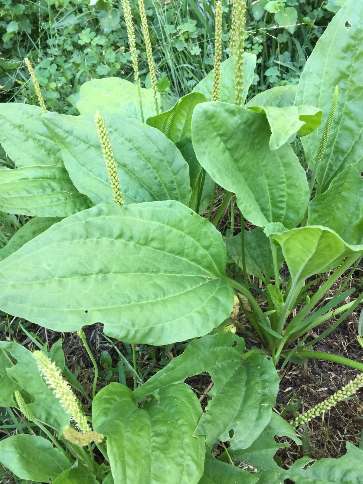 2000 Broad Leaf Home Garden Organic Plantain Plantago Major Rosularis Herb Seeds