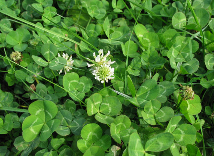 Landscaper’s Pack ALTERNATIVE LAWN MIX 13 Species Non-GMO 6 Grams 5000+ Seeds!