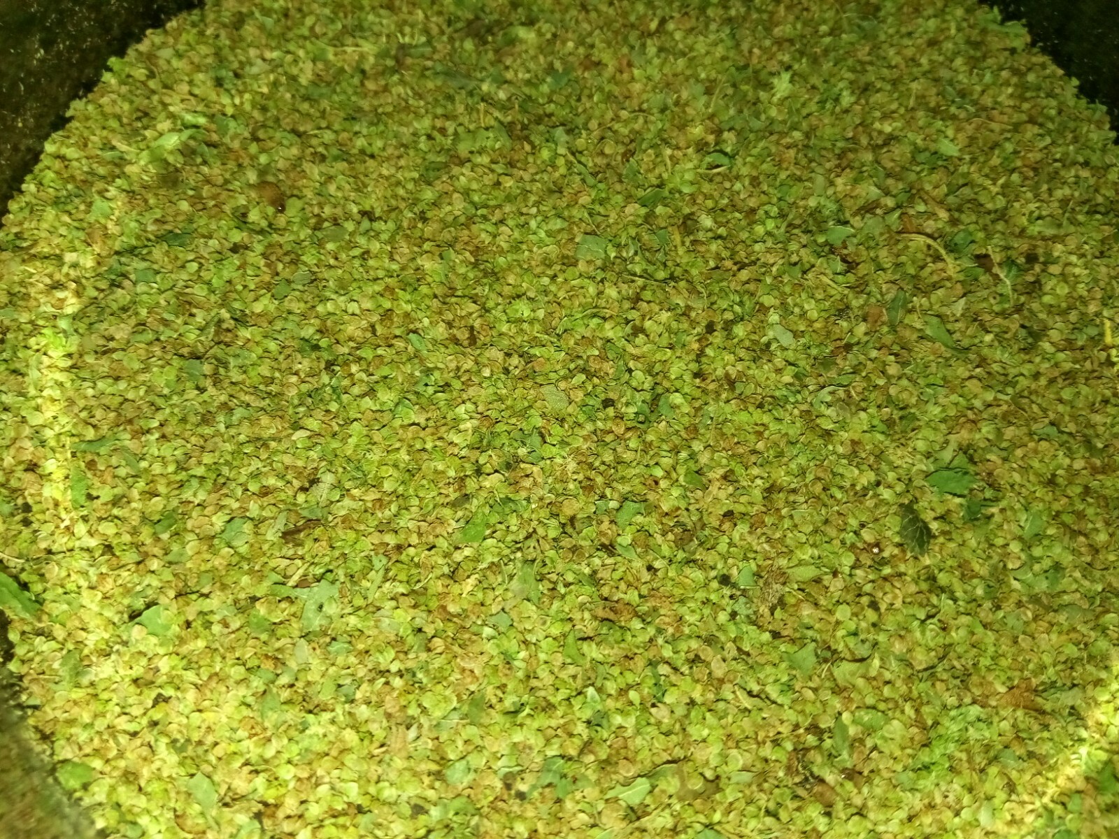 500+ Green Amaranth Seeds(Indian Siru Keerai/Koora Thampala ) Leafy Vegetable.