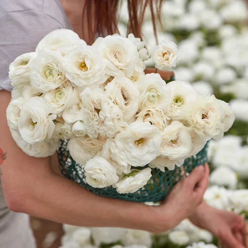 Ranunculus 15 Corms Bulbs 7+ Purple White Mix Peony Rose Garden Wedding Flowers