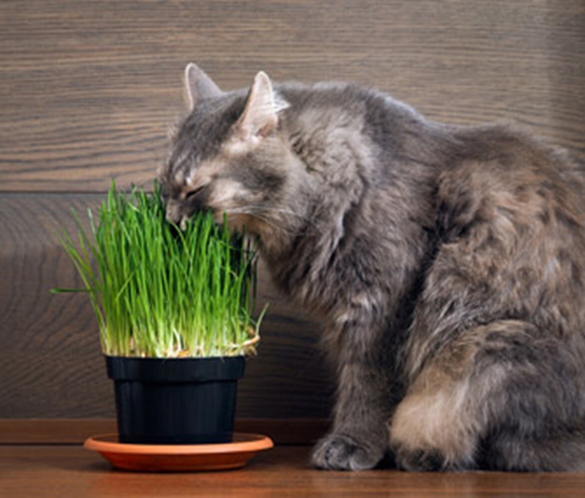 Cat Grass Seeds choose Rye, Oat or Blend seeds Quick Growth FAST Free Shipping