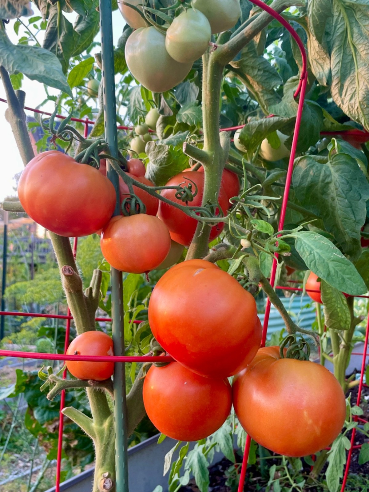 Legend Organic, Heirloom, Open Pollinated, Blight-Resistant Bush Tomato Seeds