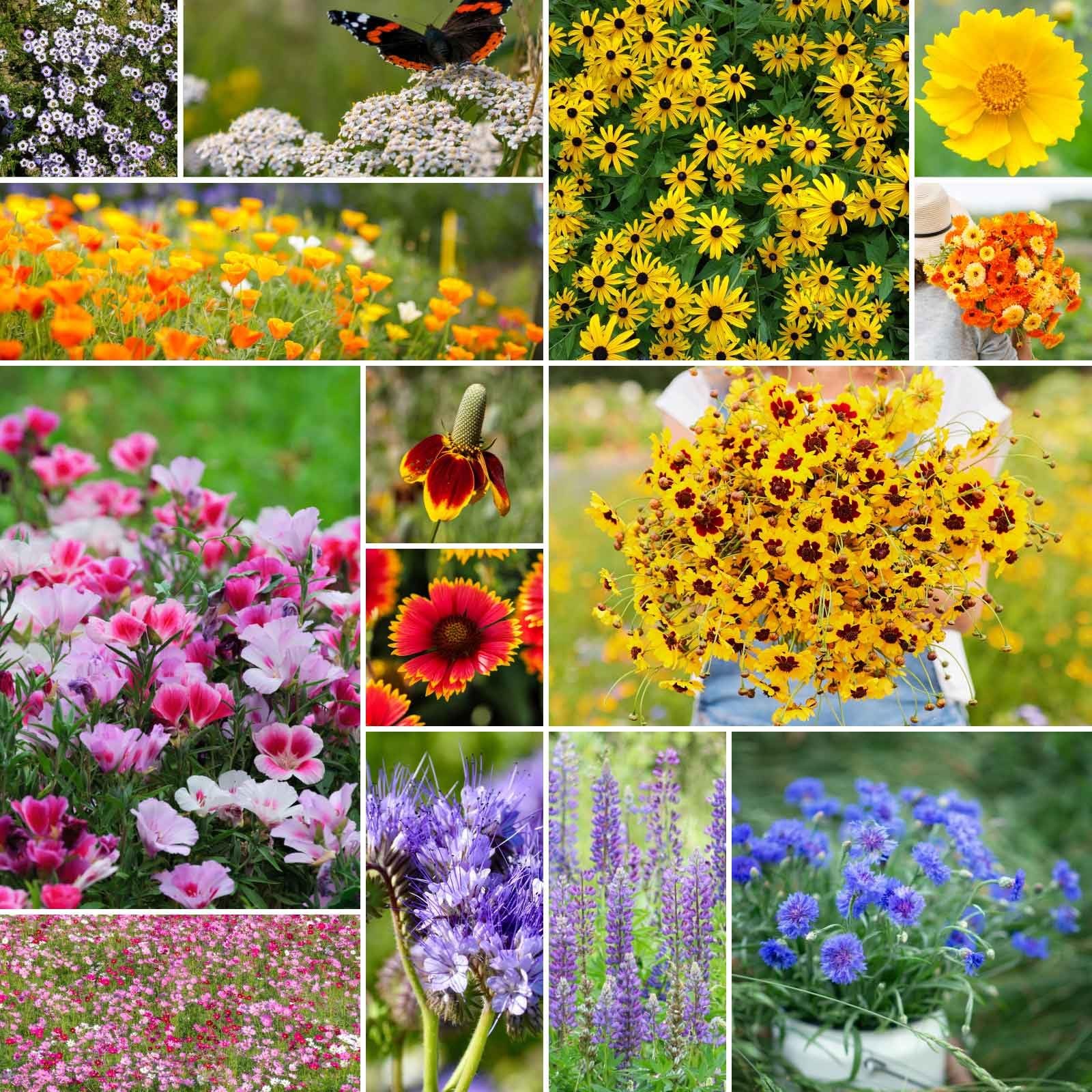 Wildflower Mixed Seeds for Planting, 1 lb, Attract Pollinators, Zones 3-10