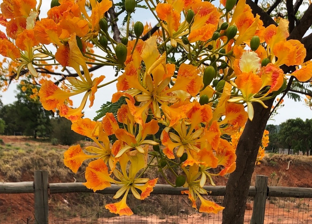 15 Golden Orange Royal Poinciana Tree Seeds Delonix regia