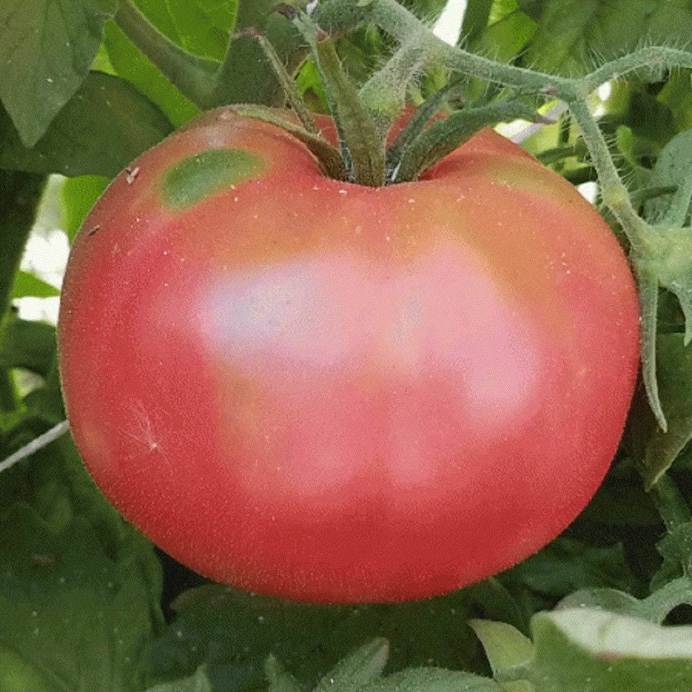 Tomato Seeds, Giant Belgium Tomato Seeds,”COOL BEANS N SPROUTS” Brand. Heirloom.