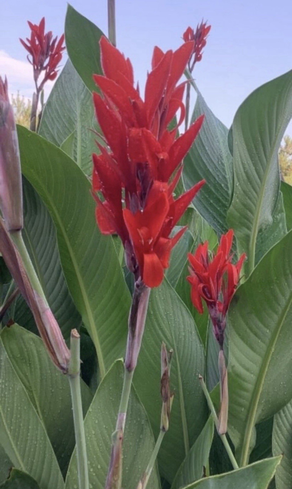 5lbs – Red Canna Lily Rhizomes, 8-12ft Tall!