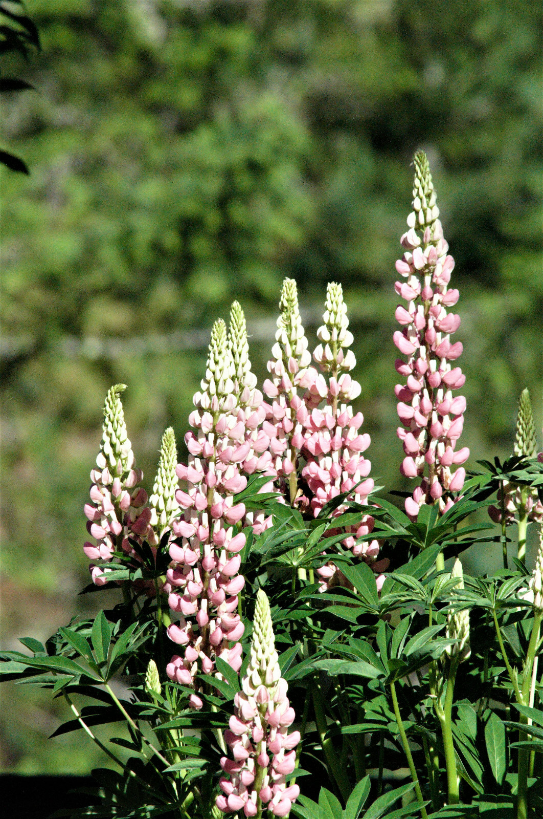 Perennial Flower Seeds LUPINE Lupinus Polyphyllus Pink & White 20 Seeds