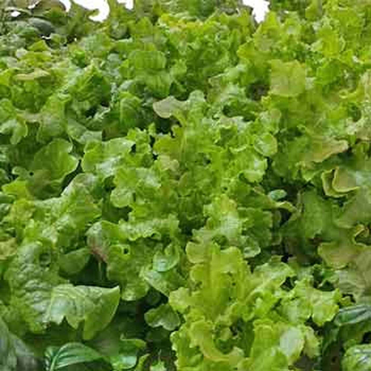Green Salad Bowl Leaf Lettuce Seeds, NON-GMO, Cutting Variety, FREE SHIPPING