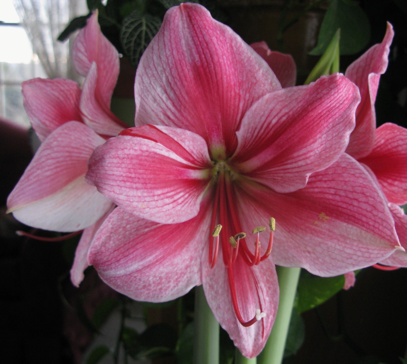 Lemon Star Double Flowering Amaryllis Spectacular Flower Bulb, Check our Store