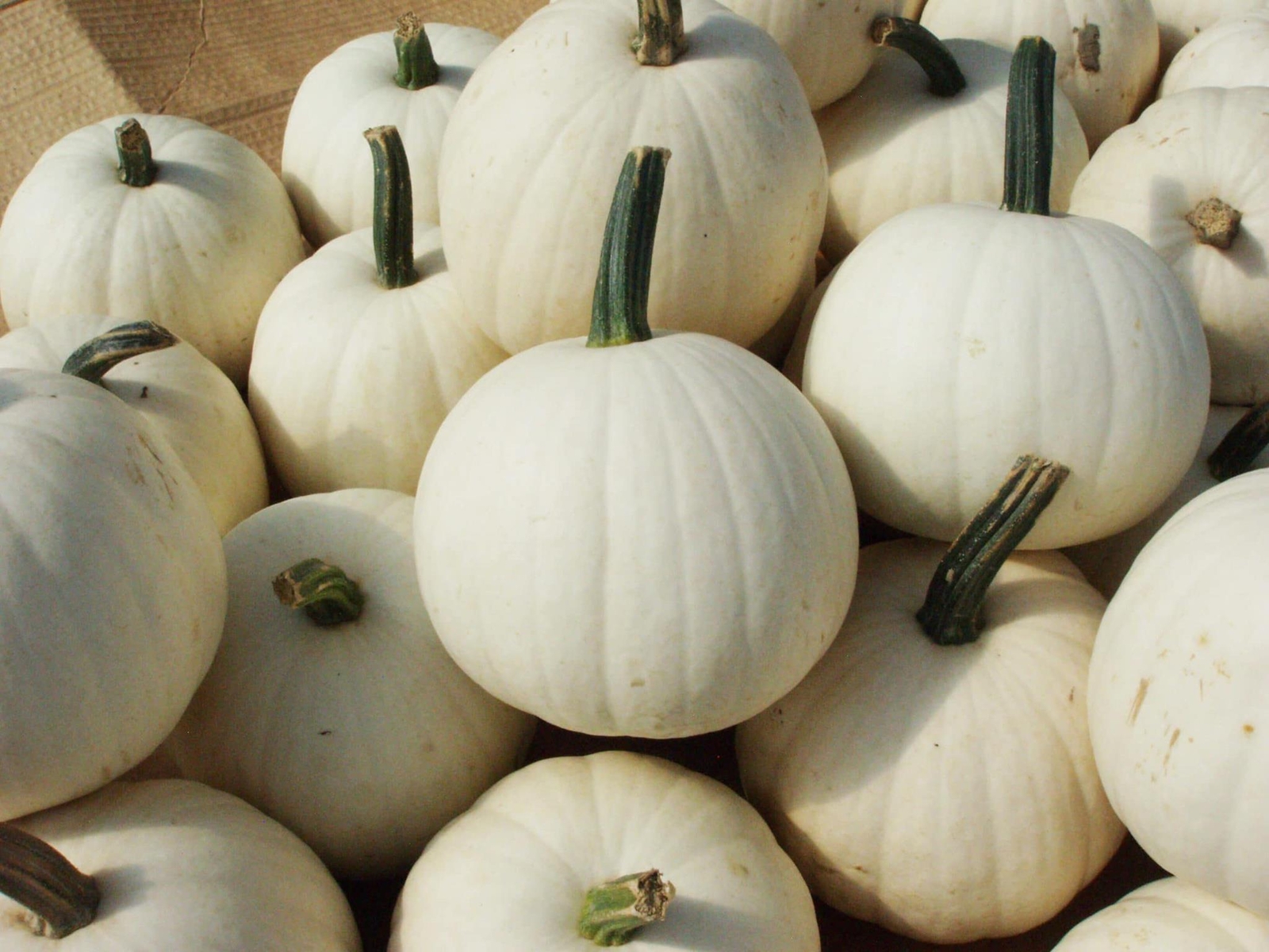 10 Snowball Pumpkin Seeds for Planting – 2 Pound White Pumpkins