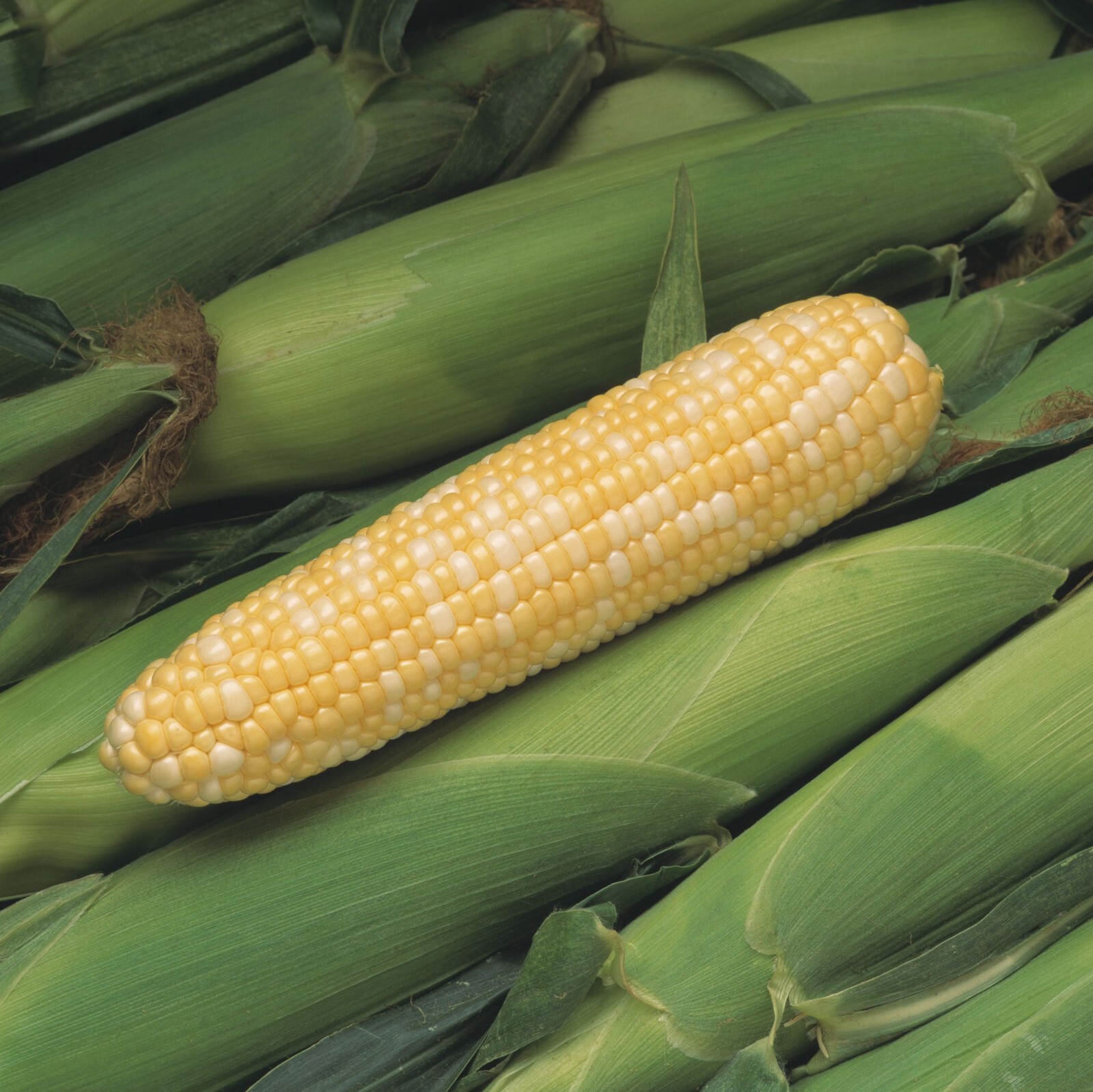 500+ Peaches and Cream Sweet Corn Seeds – Organic – Heirloom – Non Gmo — FRESH