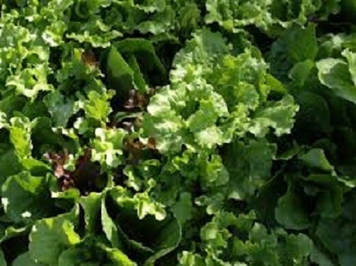 Organic Lettuce 1-A