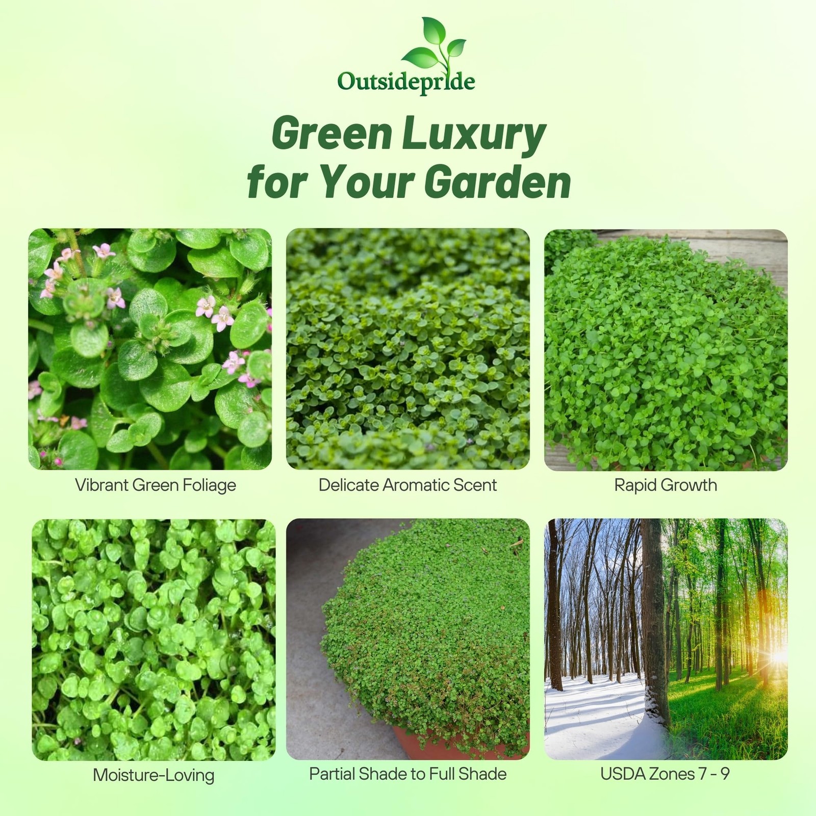 Mentha Corsican Mini Mint Seeds for Planting – 50 Pcs Pellets Perennial Droug…
