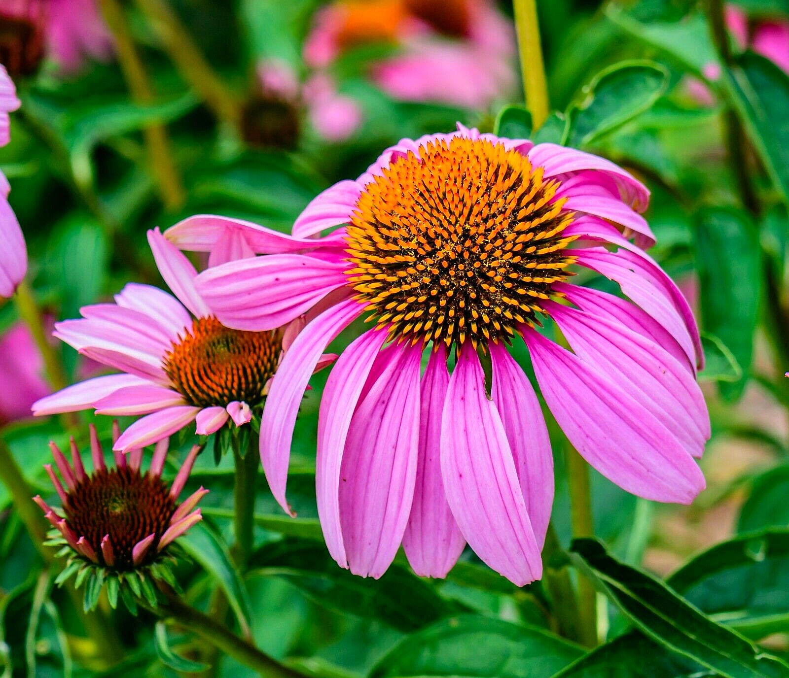400+ ECHINACEA PURPLE RED CONE SEEDS AUTUMN PERENNIAL WILDFLOWER BEES FLOWER USA