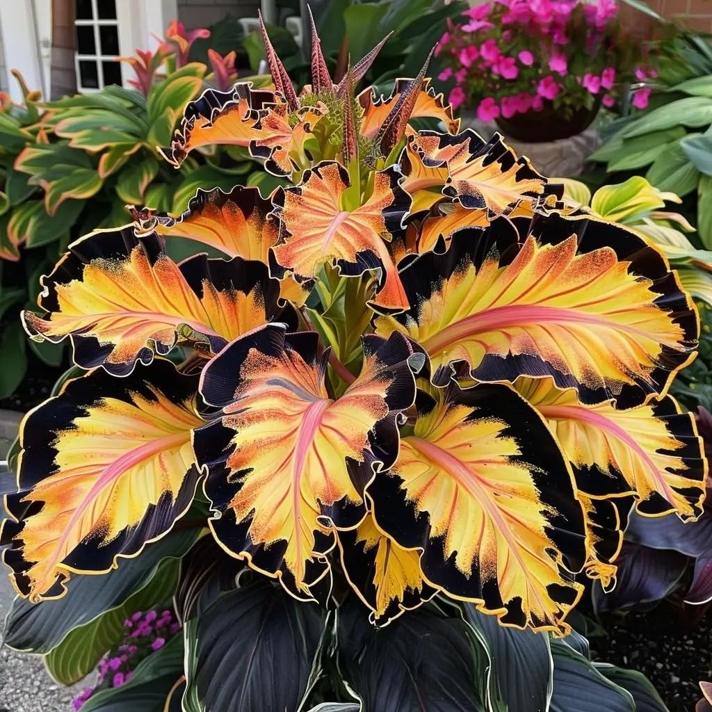 310+ Mixed Color Hosta Seeds for Planting Outdoors – Perennial Shade-Tolerant…
