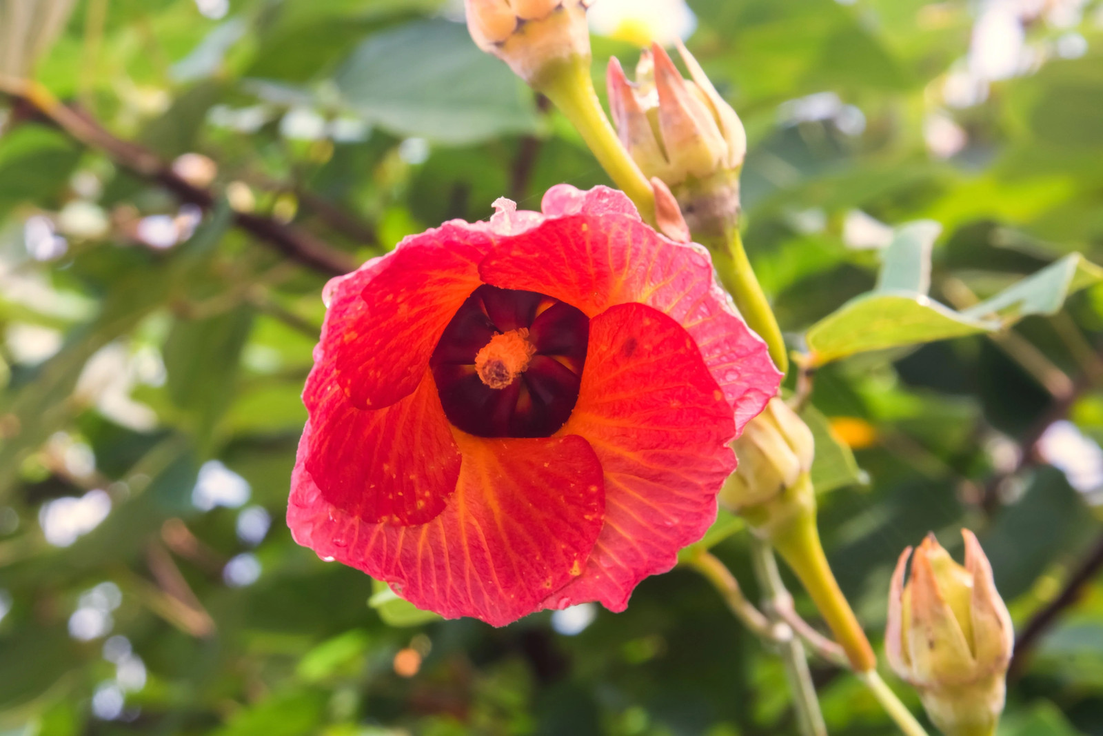 10 PORTIA TREE Yellow Pink Purple Flowers Change Color Thespesia Populnea Seeds